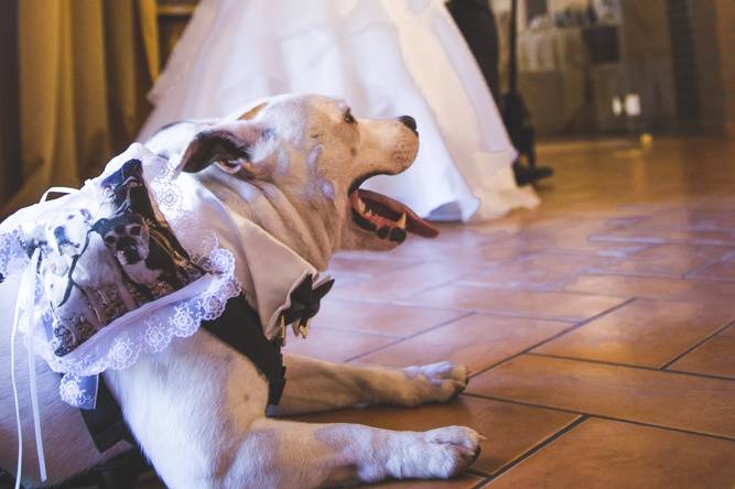 Dog sitter per Matrimoni Athena