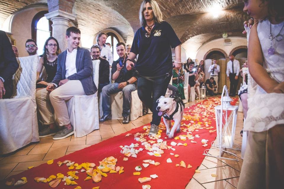 Dog sitter per Matrimoni Athena