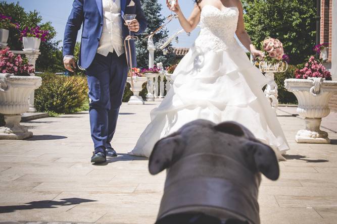 Dog sitter per Matrimoni Athena