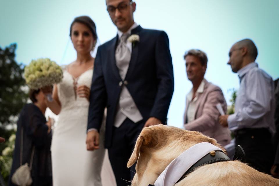 Dog sitter per matrimoni