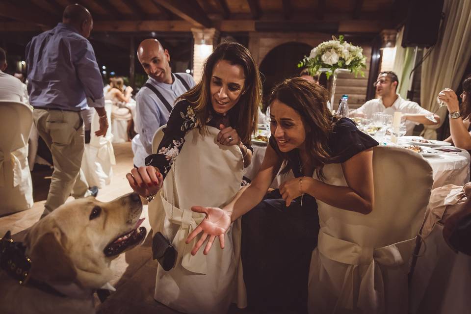 Dog sitter per Matrimoni Athena