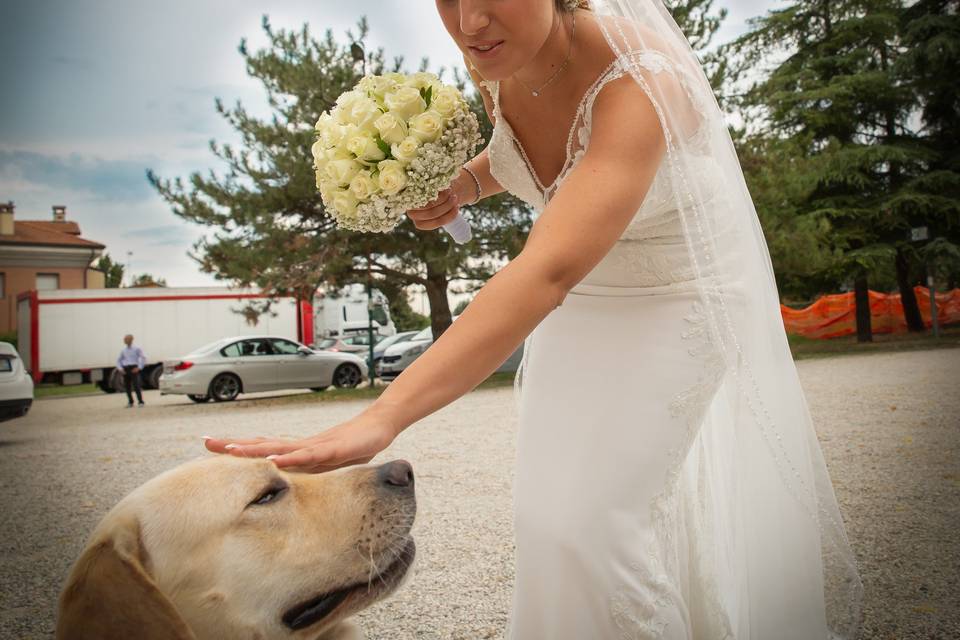 Dog sitter per matrimoni