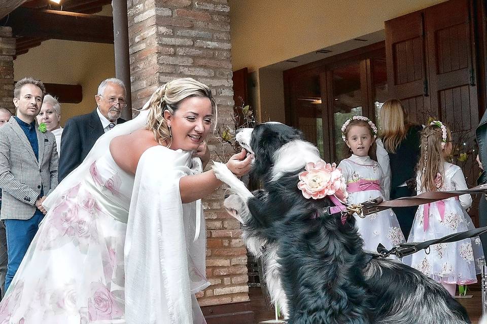 Dog sitter per Matrimoni Athena