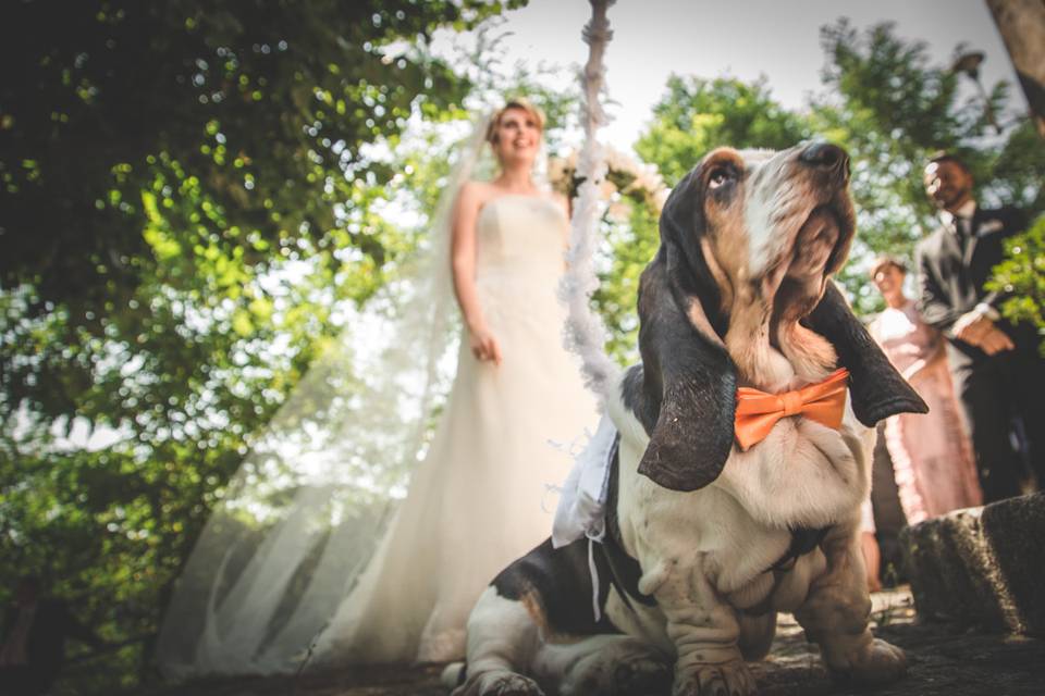 Dog sitter per Matrimoni Athena