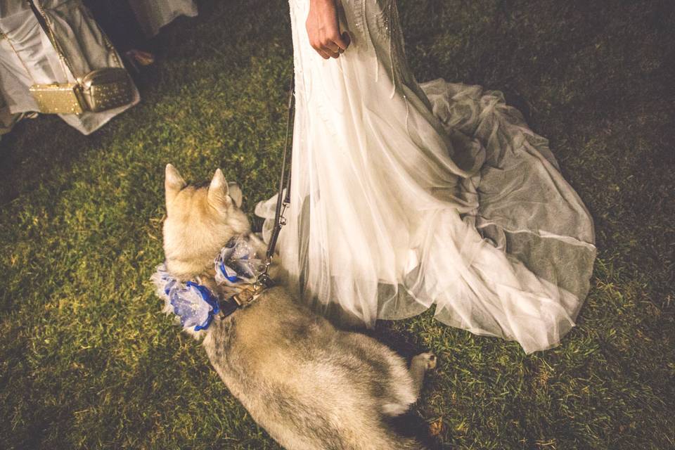 Dog sitter per Matrimoni Athena