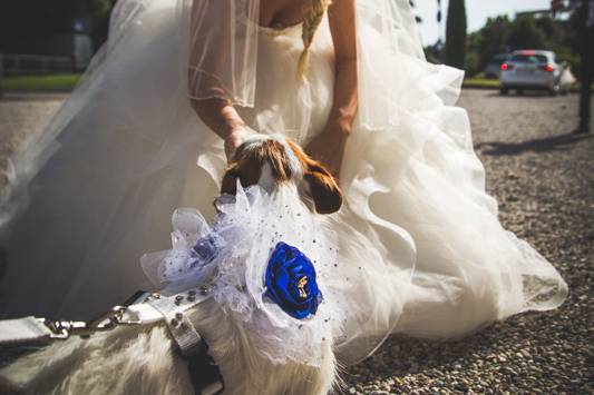 Dog sitter per Matrimoni Athena