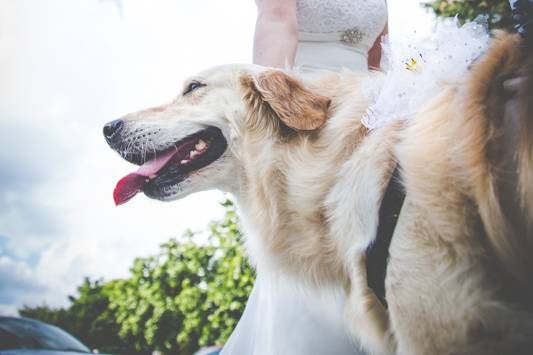 Dog sitter per Matrimoni Athena