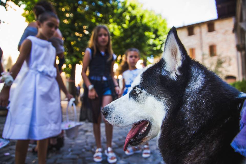 Dog sitter per Matrimoni Athena