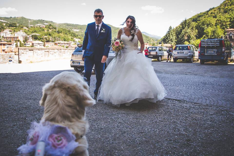 Dog sitter per Matrimoni Athena