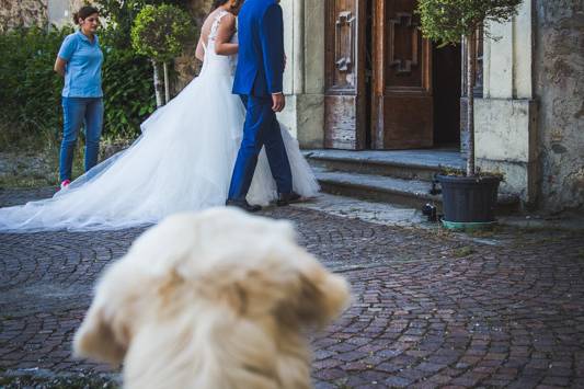 Dog sitter per Matrimoni Athena