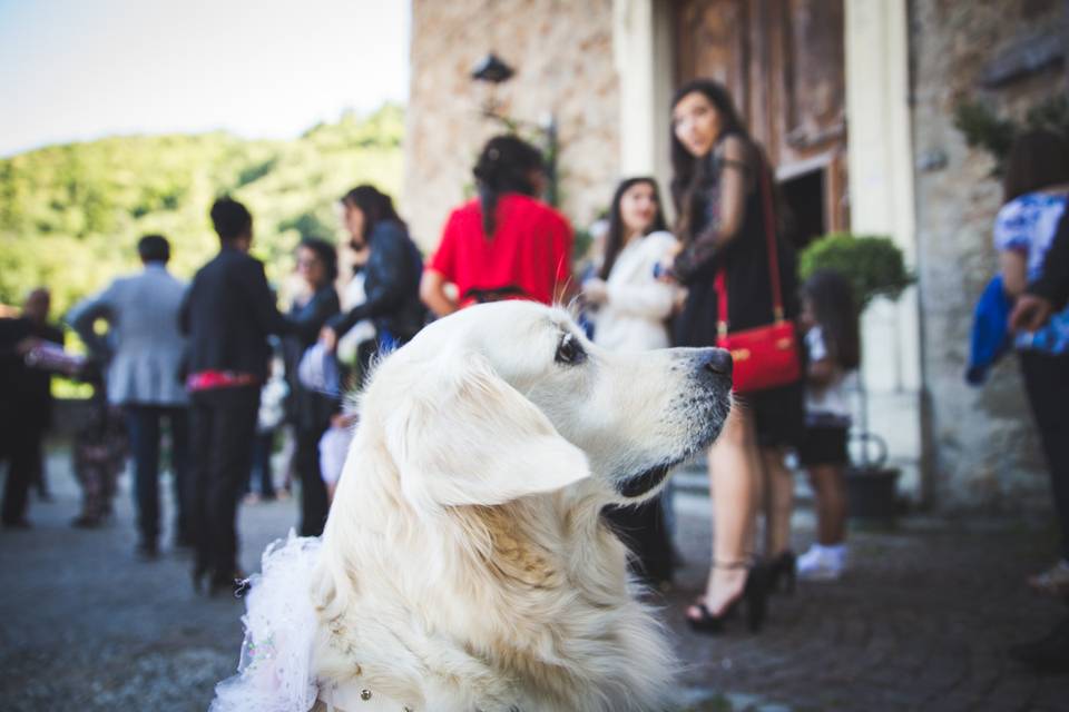 Dog sitter per Matrimoni Athena