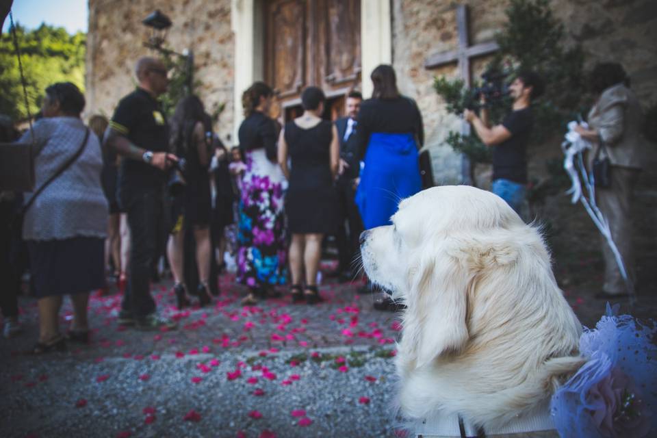 Dog sitter per Matrimoni Athena