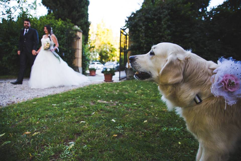 Dog sitter per Matrimoni Athena