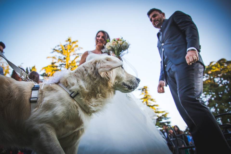 Dog sitter per Matrimoni Athena