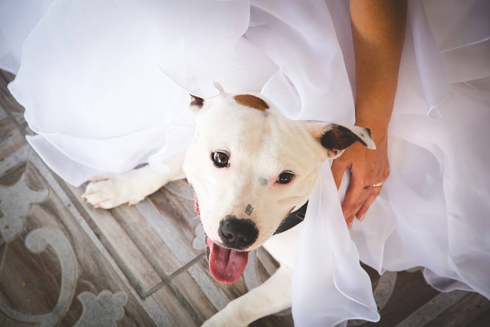 Dog sitter per Matrimoni Athena