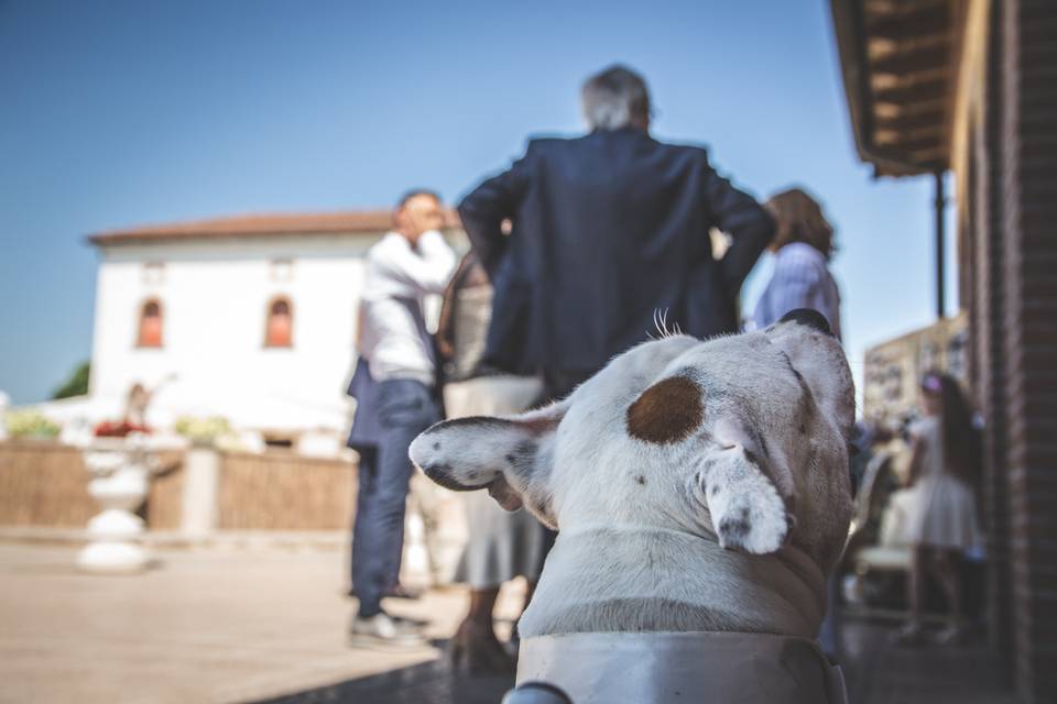 Foto dal punto di vista cane