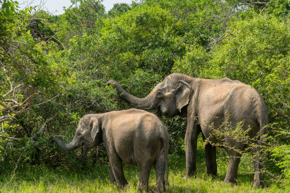 Sri Lanka1