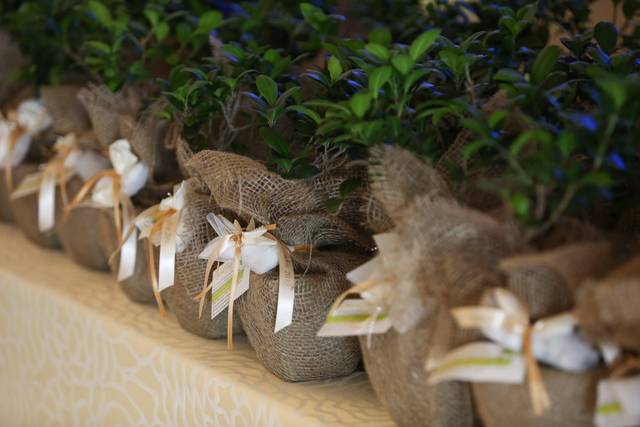 Bonsai juta