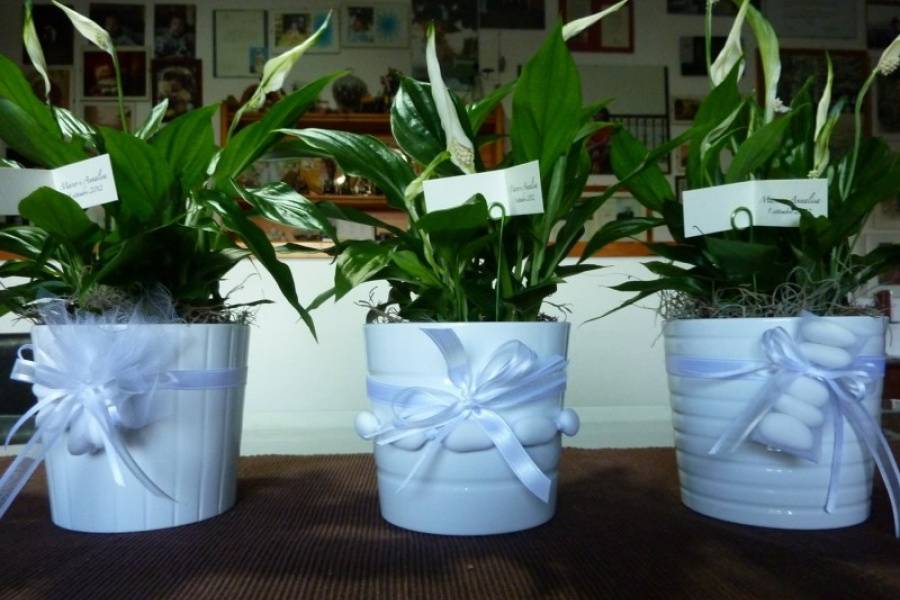 Pianta di spathiphyllum