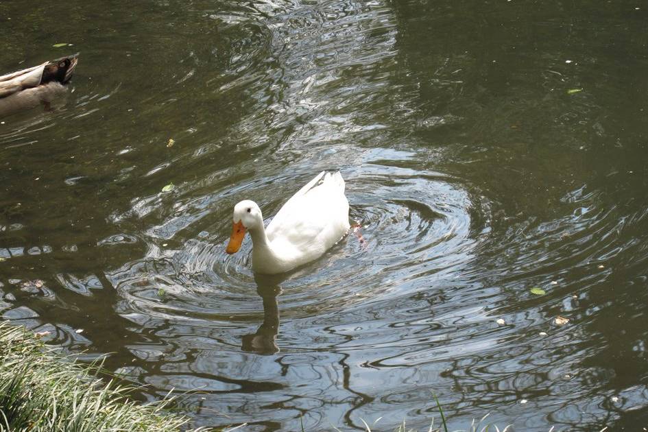 Il lago nel parco