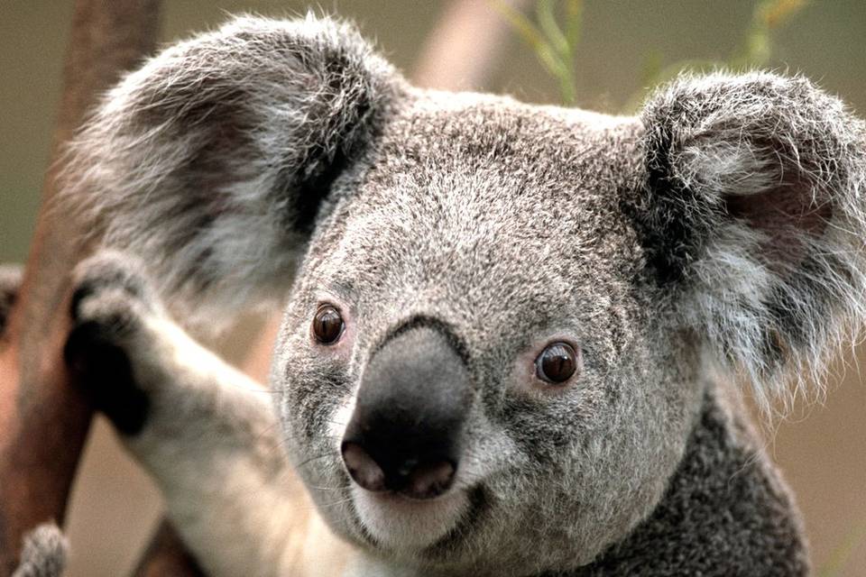 Australia Koala