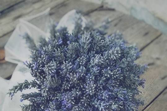 Lavanda