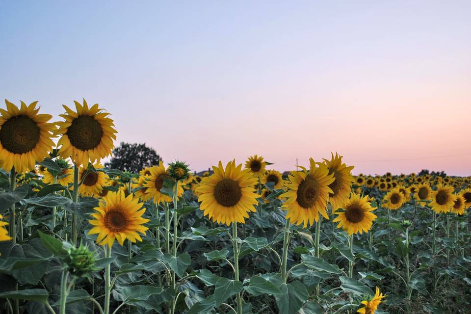 Campo di girasoli