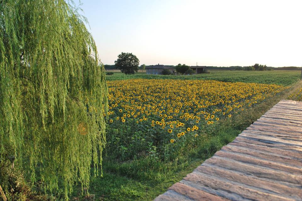 Campo girasoli dal terrazzo