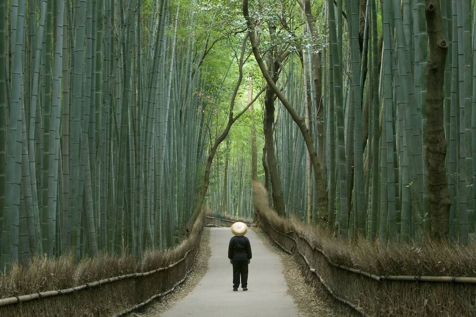 Foresta di Bambù
