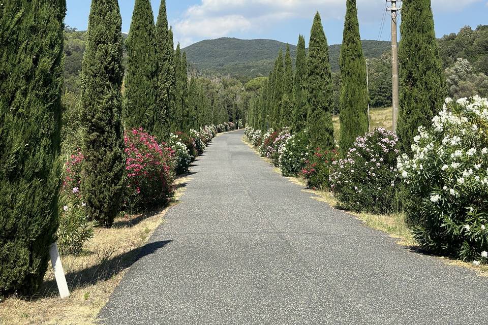 Viale d’ingresso