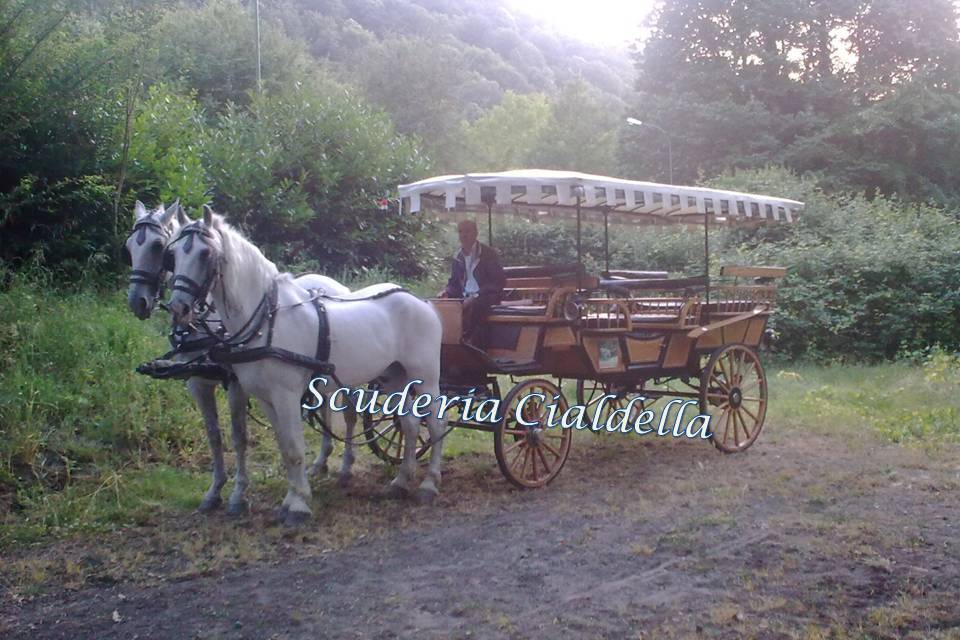 Picknikwagen (13 posti)