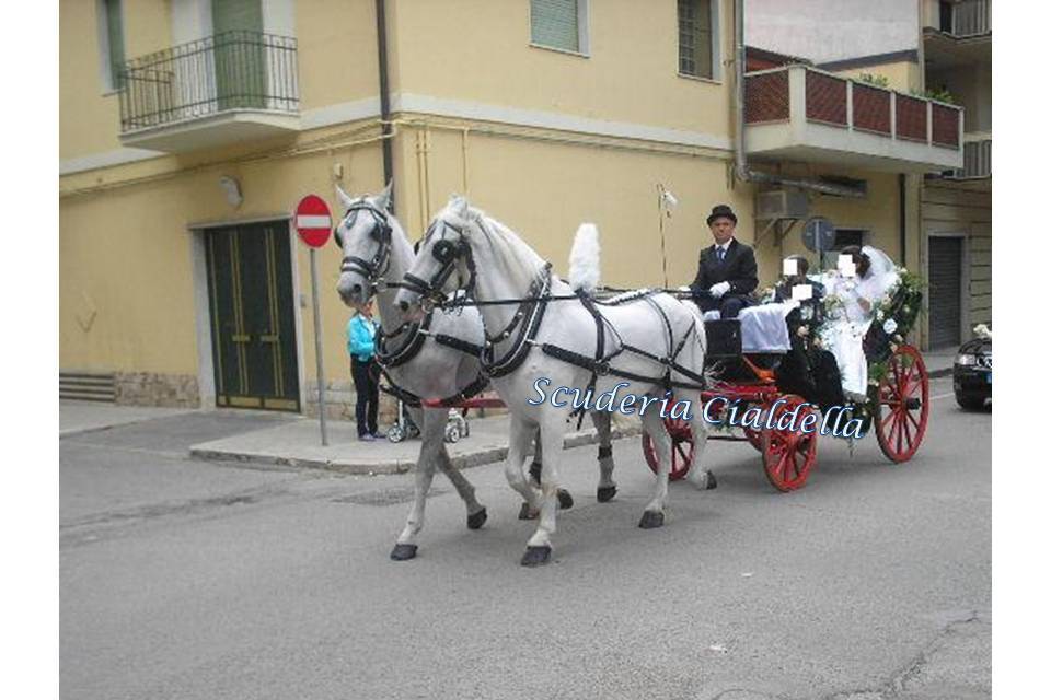 Picknikwagen (13 posti)