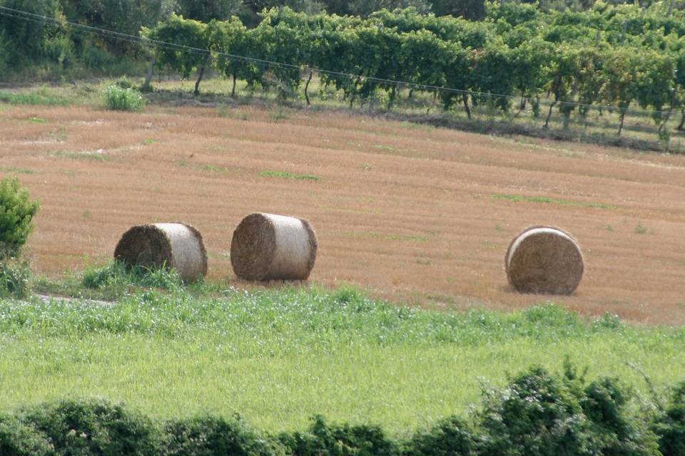 Corte Pedrotta