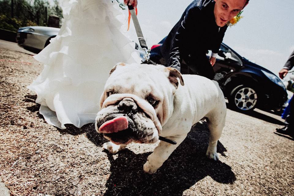 The bulldog