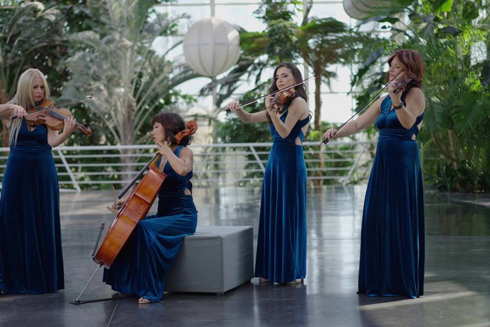 Dammen - Quartetto d'archi femminile