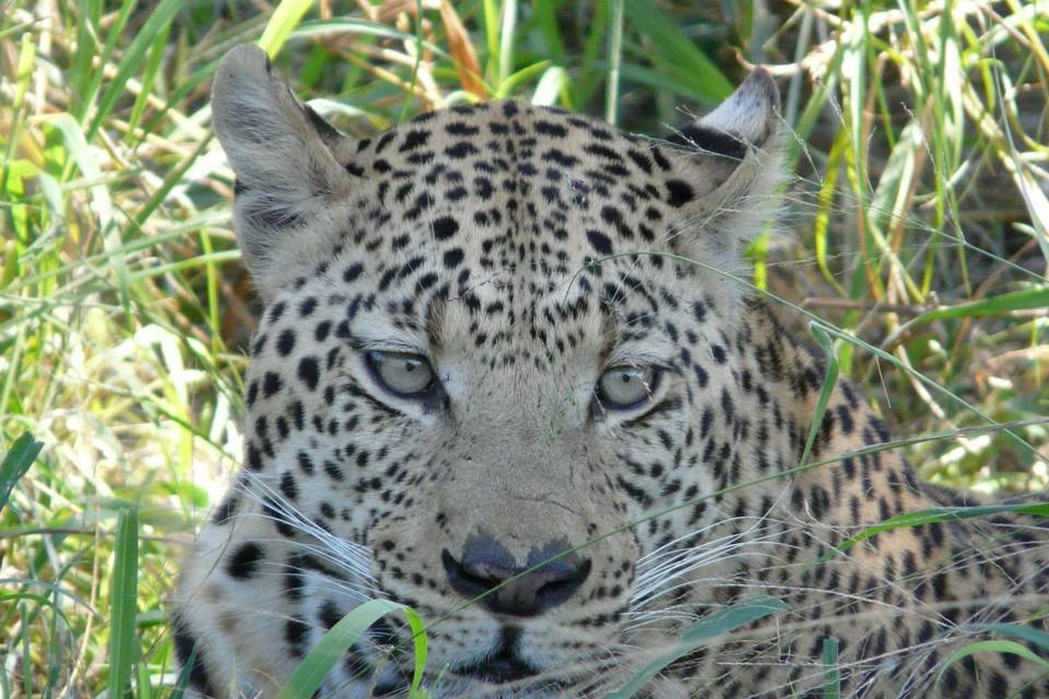 Safari - Botswana