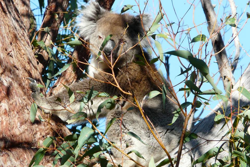 Koala