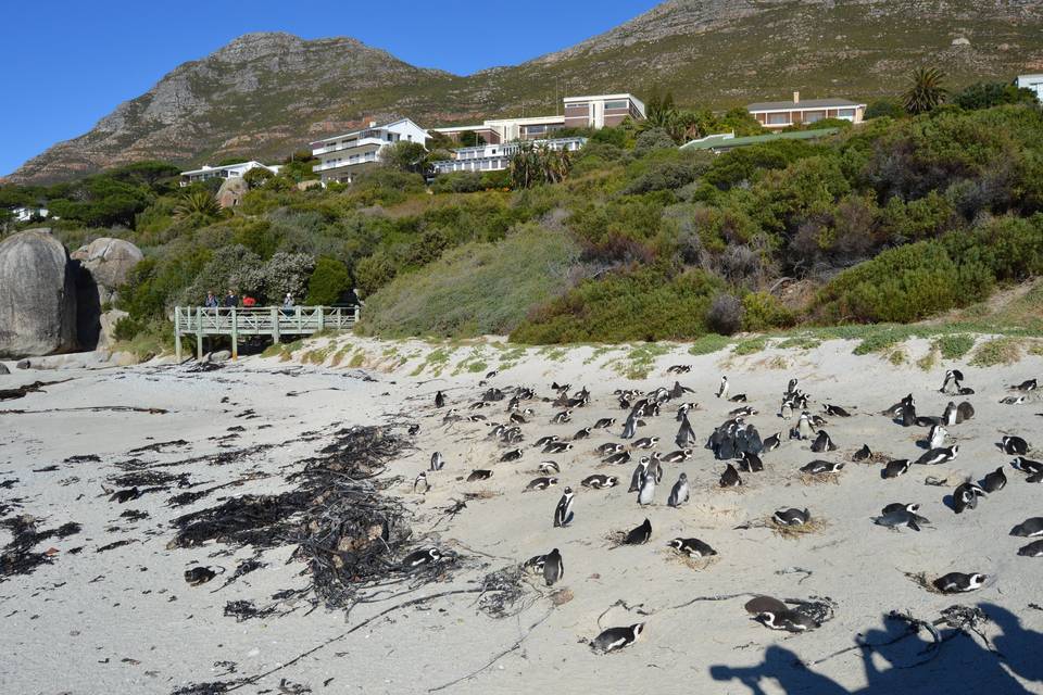 Boulders Beach, South Africa