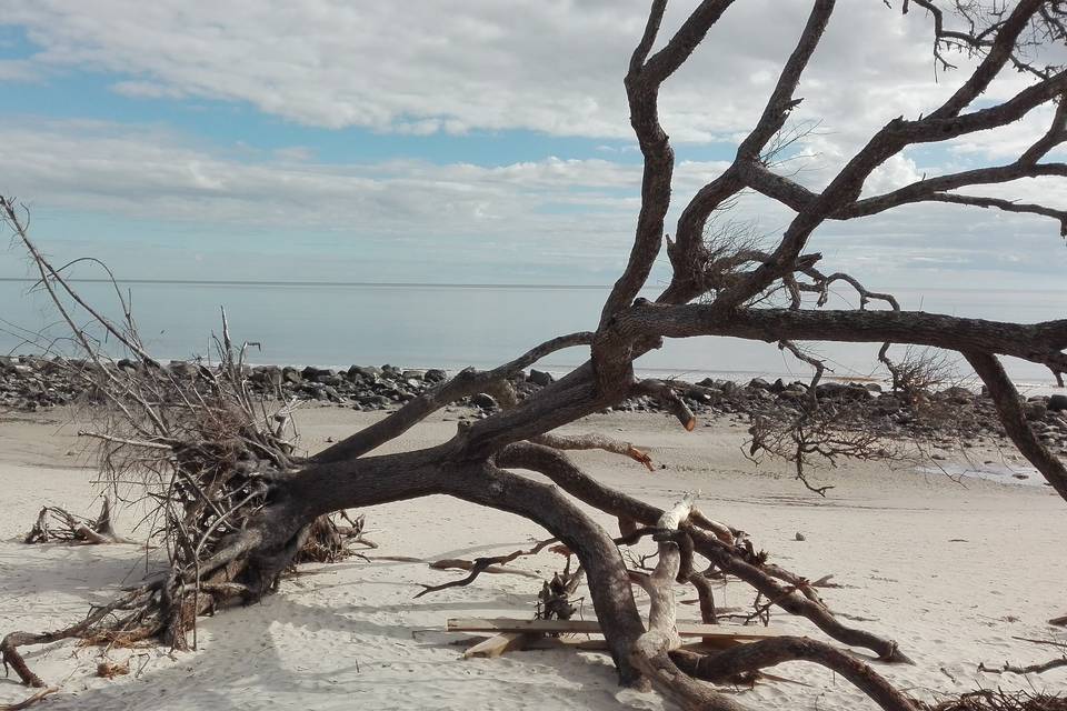 Jekyll Island, Georgia, USA