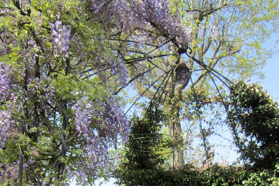 Pergola glicine