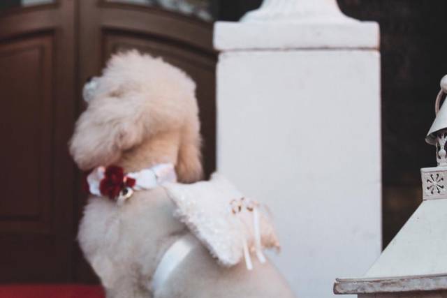 Bautopia Wedding Dog Sitter - Consulta la disponibilità e i prezzi