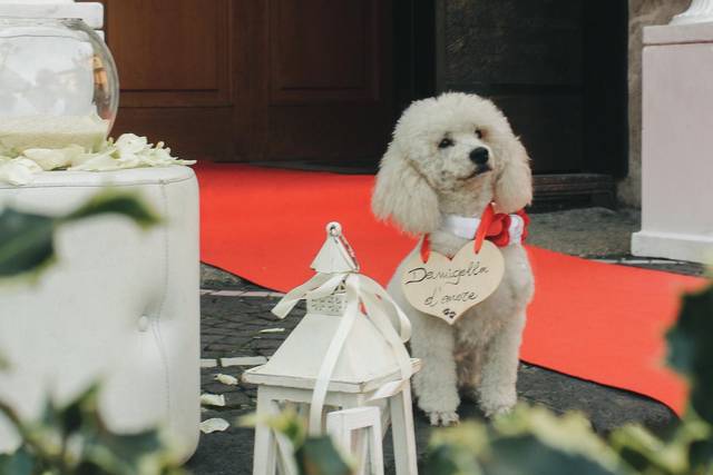 Le origini della toelettatura del cane. - Wedding Dog Sitter