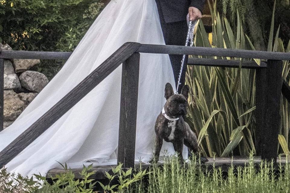 Bautopia Wedding Dog Sitter