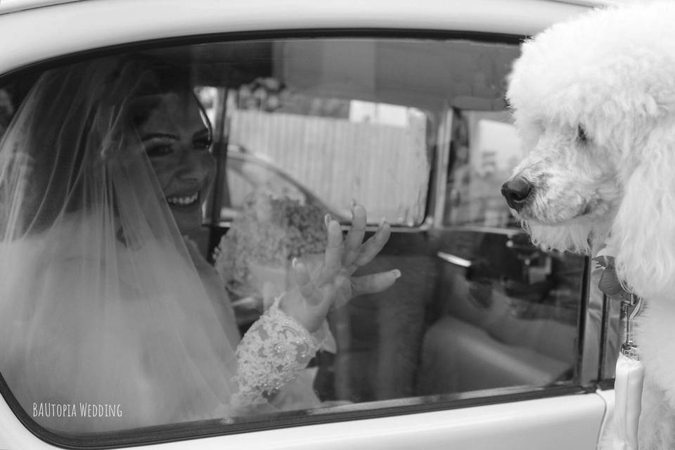 Bautopia Wedding Dog Sitter