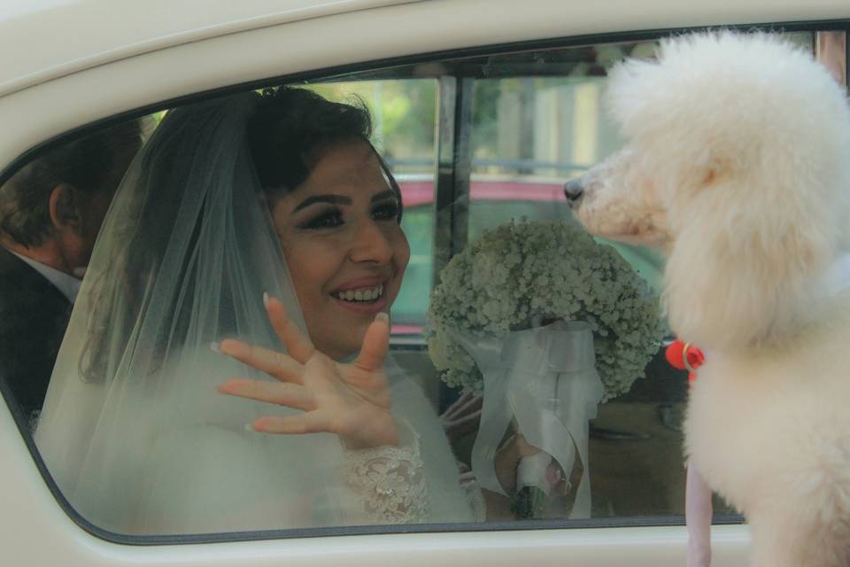 Bautopia Wedding Dog Sitter