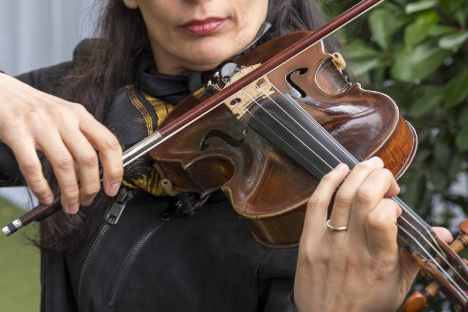 Violino