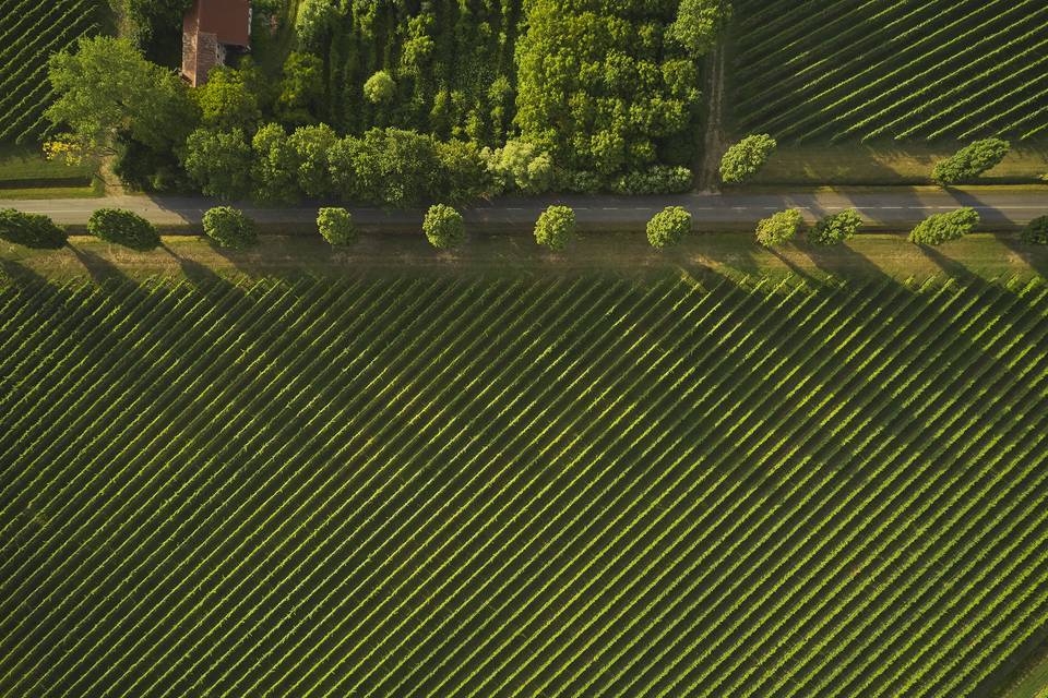 Tenuta Polvaro Winery