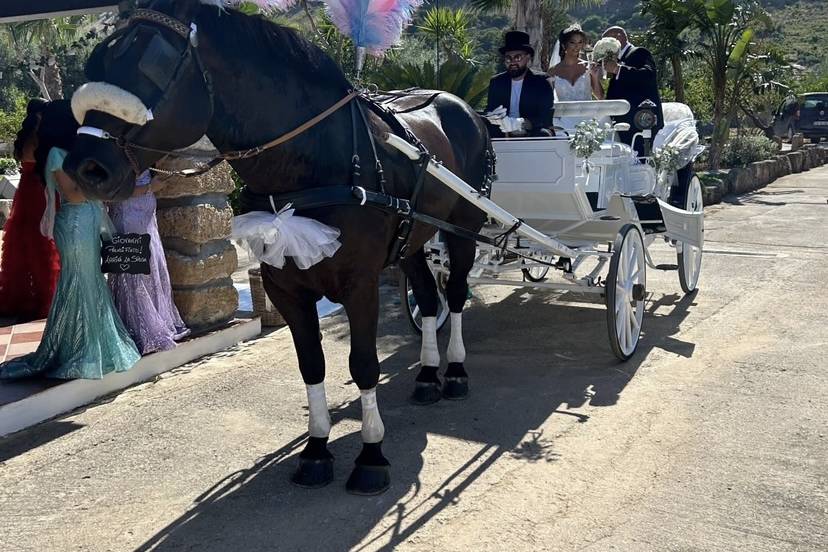 Matrimonio Carretto Siciliano