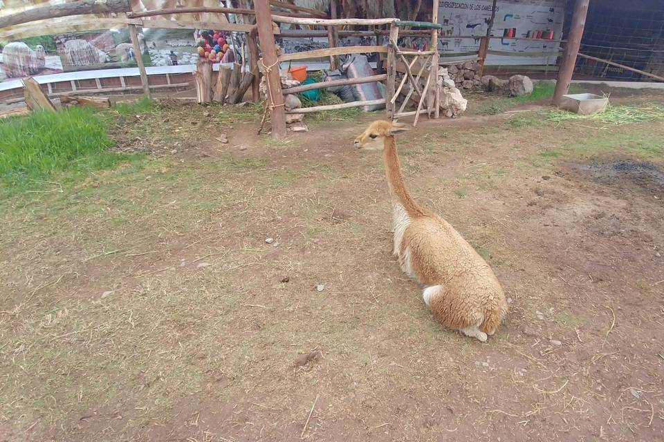 Lago titicaca