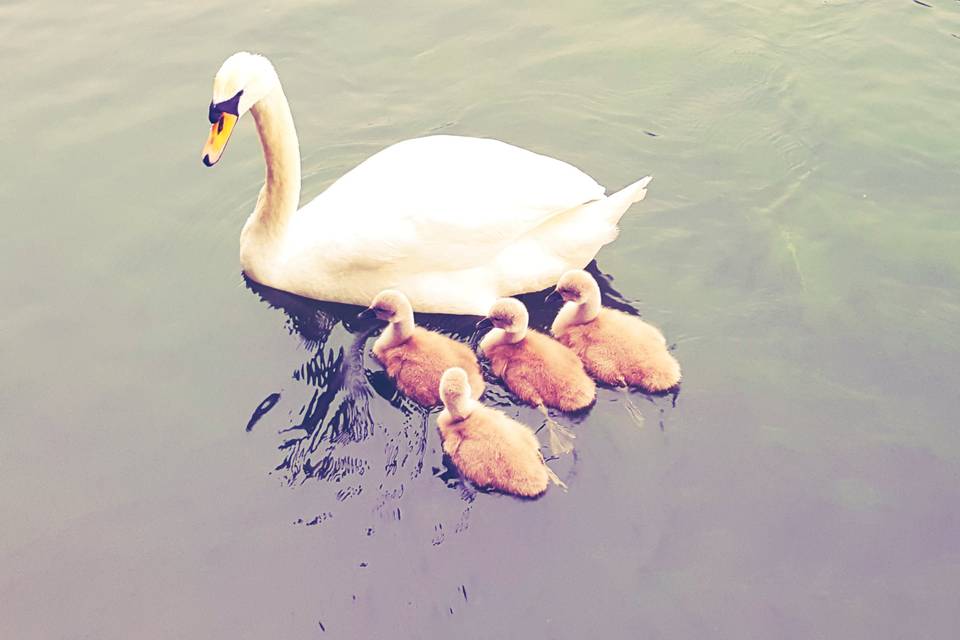 Mamma e cuccioli